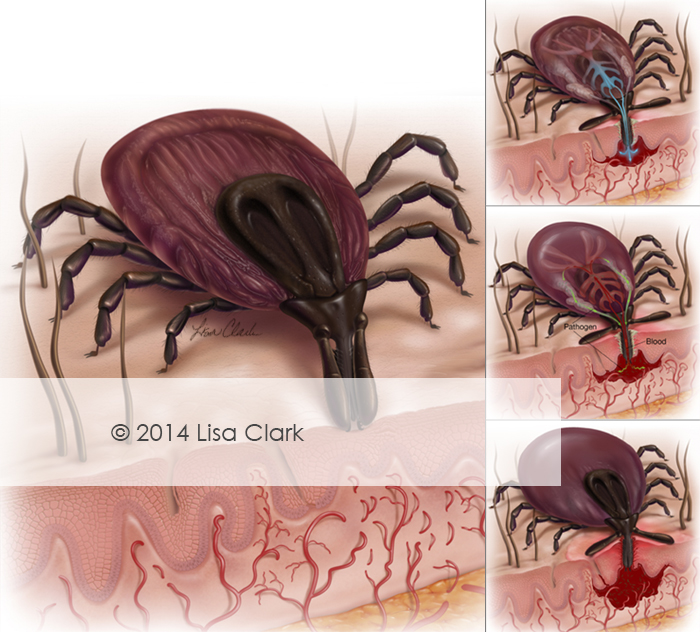Tick Feeding Cycle Illustration © Lisa A. Clark