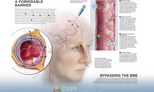 Blood Brain Barrier Illustration | © 2017 Lisa A. Clark