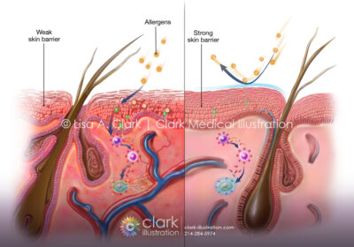 Canine Skin Barrier Illustration