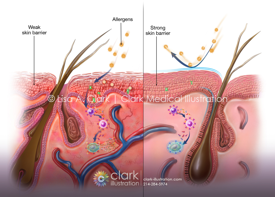 Canine Skin Barrier Illustration
