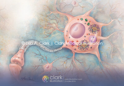 Neuron and tau protein illustration