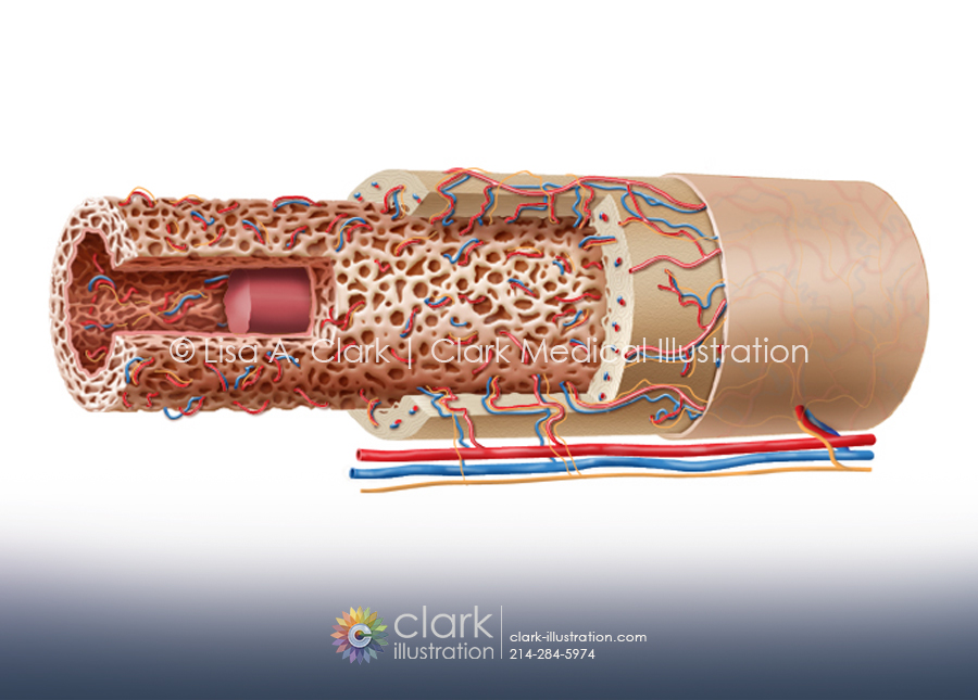 Long Bone Anatomy Illustration