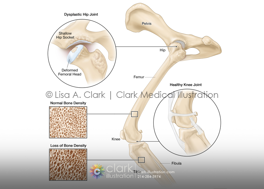 Canine hip and knee illustration