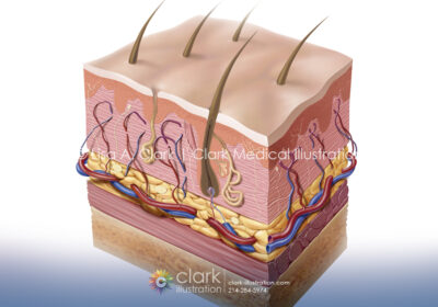 Skin Section Illustration