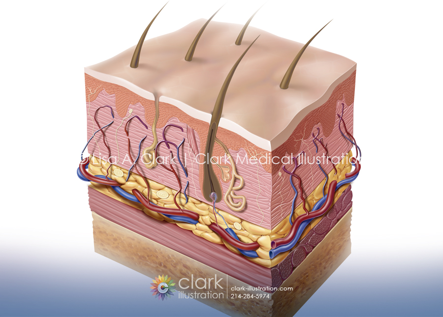 Skin Section Illustration