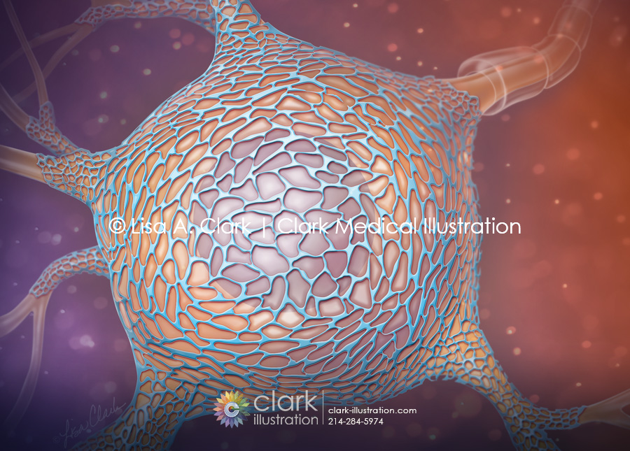 Perineuronal Nets (PNNs)