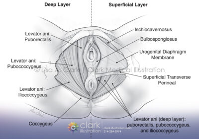 Female Pelvic Floor