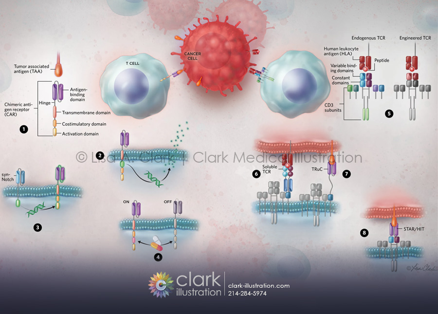 CAR-T and TCR Therapies Illustration