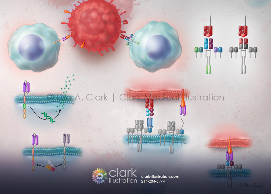 CAR-T and TCR Therapies Illustration