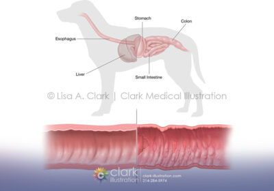 Canine Gastrointestinal System