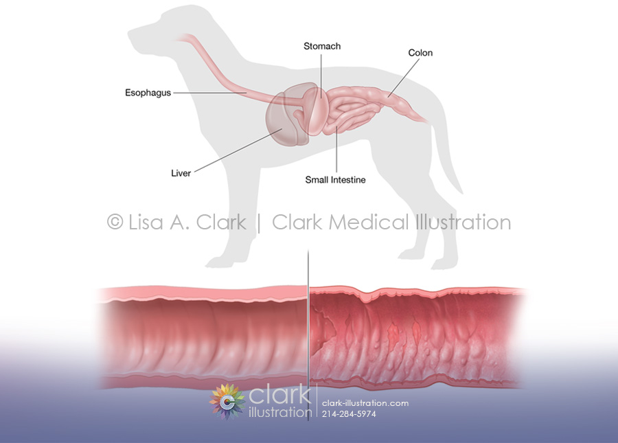 Canine Gastrointestinal System