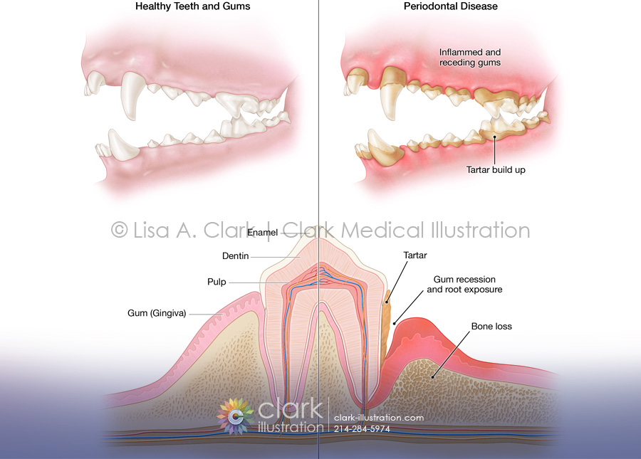 Canine Periodontal Disease