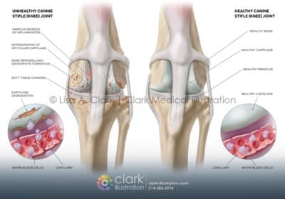 Canine Knee Joint Illustration